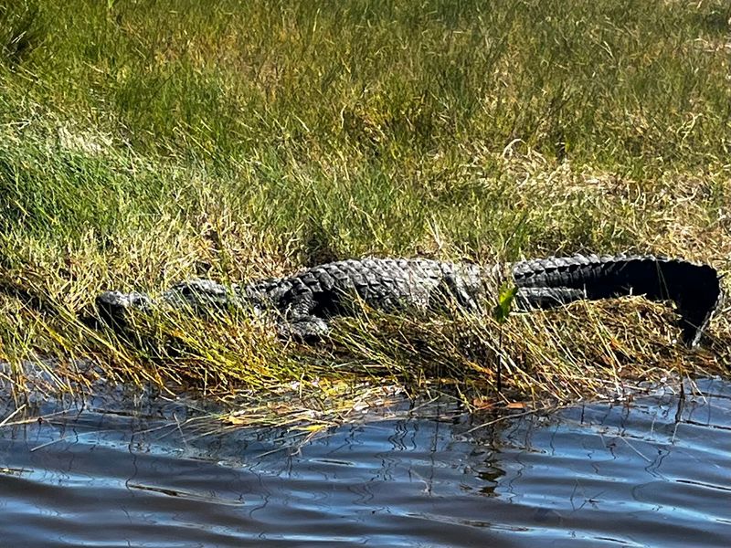 Gators, Dolphins, and Other Swamp Neighbors