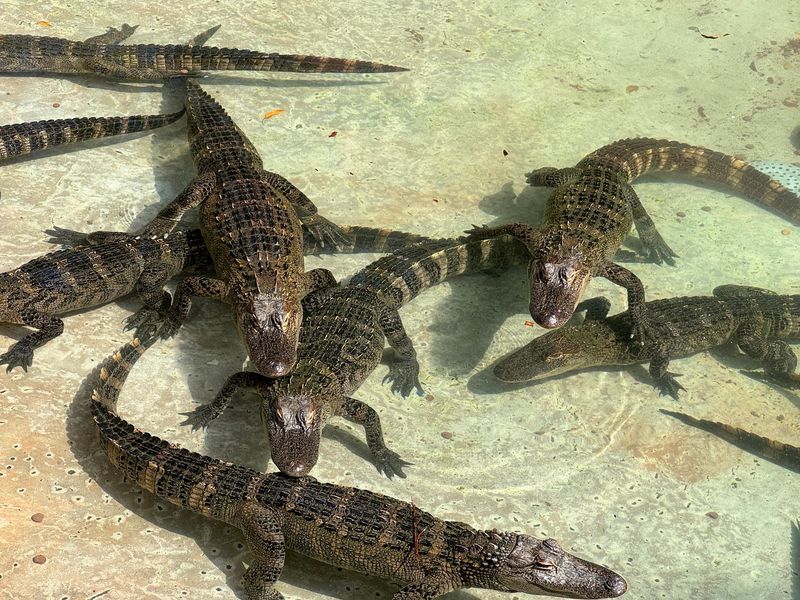 Gators, Giant Tortoises, and Scaly Surprises