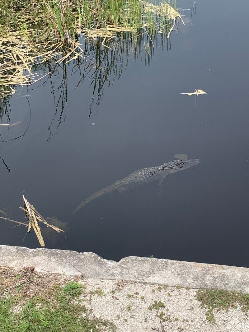Gators, Snakes, and Wading Birds