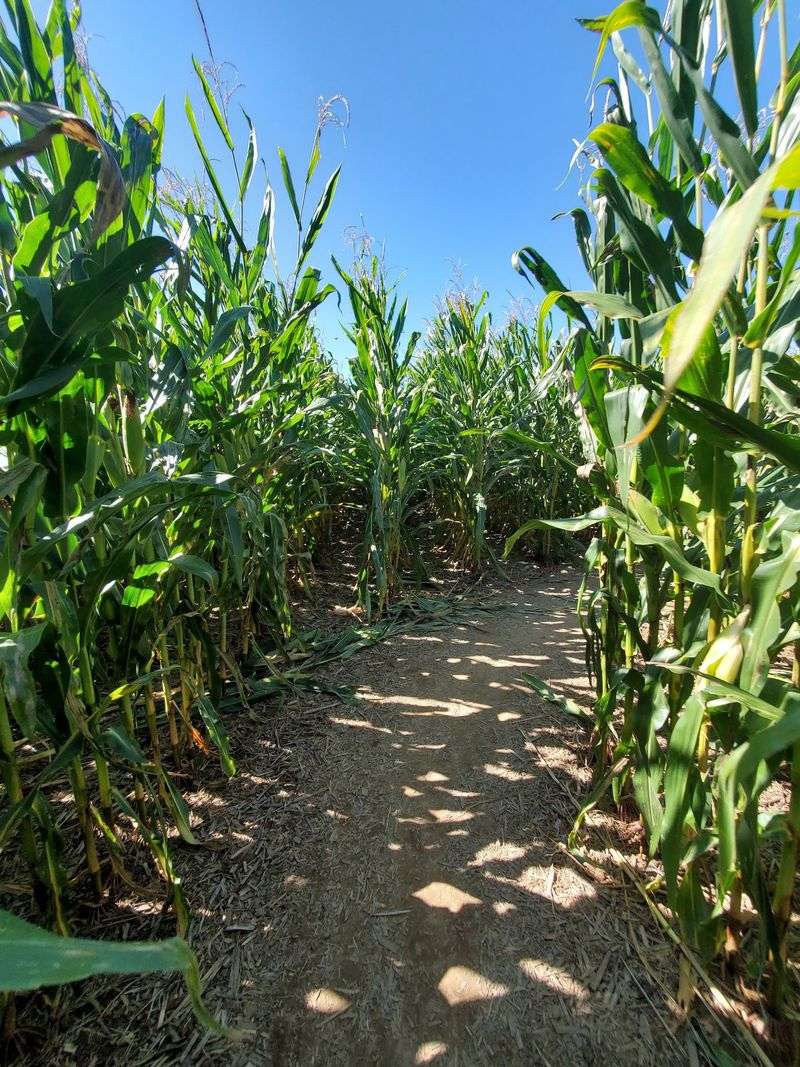 Getting Lost in the Corn Maze