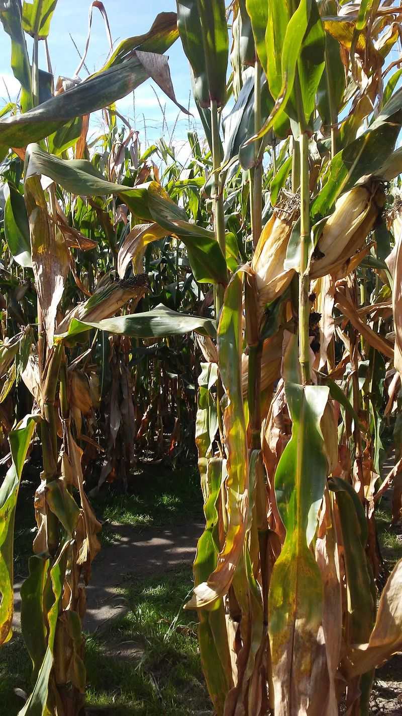 Getting Lost on Purpose in the Corn Maze