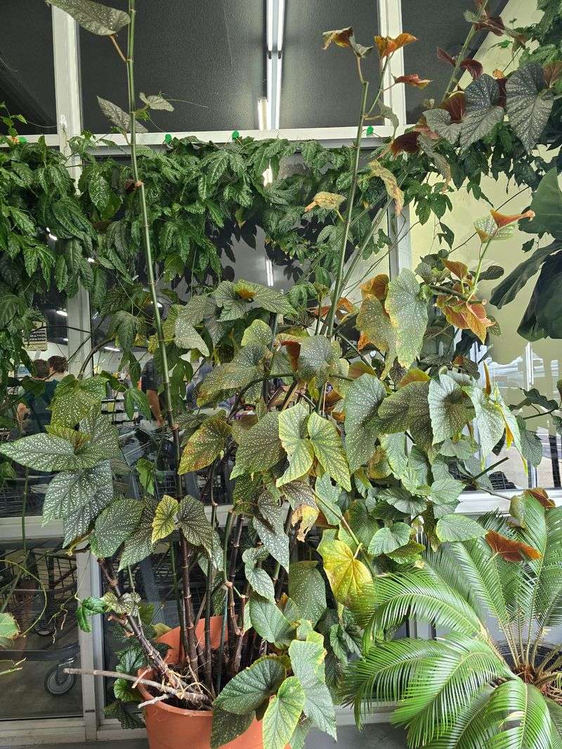 Giant Plants, Clean Floors, and a Welcome Worth Noticing