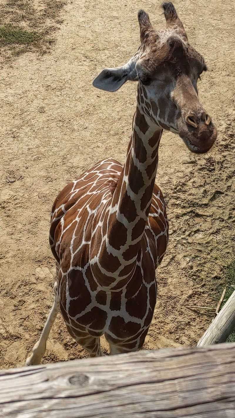 Giraffe Feeding, Up Close and Personal
