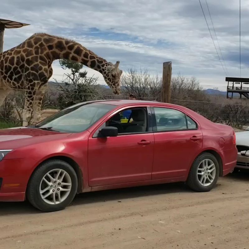 Giraffes, Up Close and Hungry