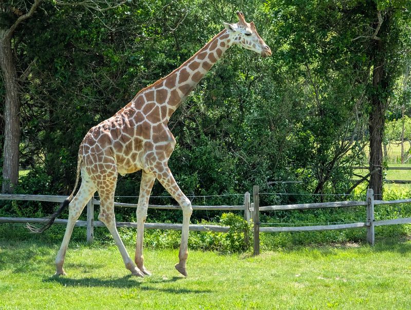 Giraffes and Zebras Strolling Right Up to the Walkway