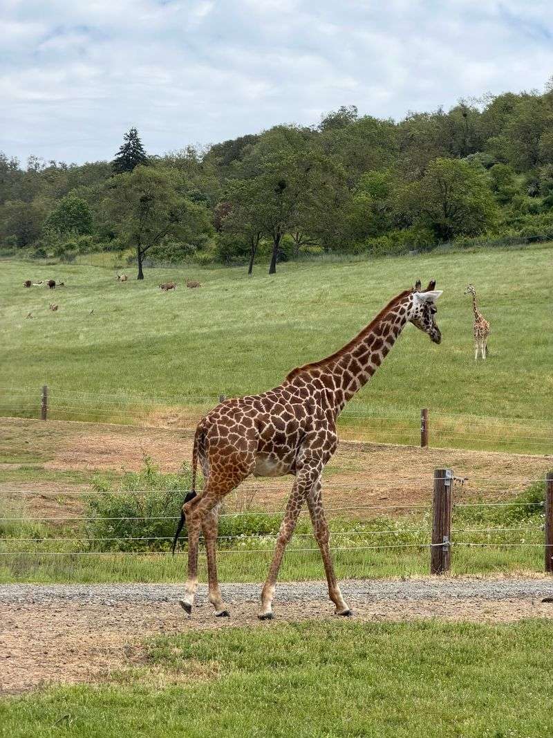 Giraffes at Your Window