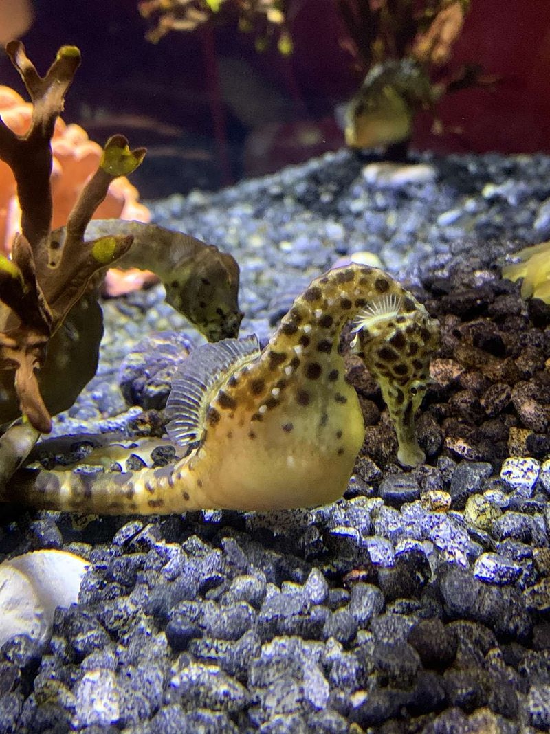 Glowing Jellies And Tiny Seahorse Celebrities