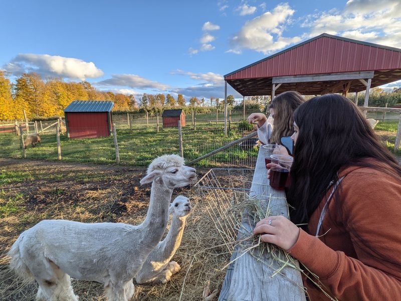 Goats, Alpacas, and Hungry Little Mouths Goats, Alpacas, and Hungry Little Mouths