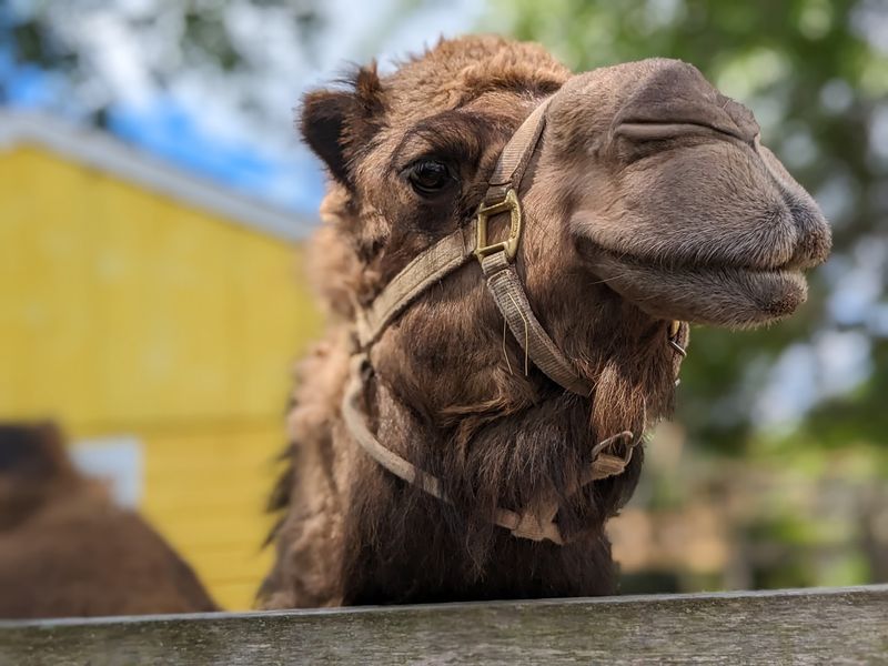 Goats, Alpacas, and One Very Popular Camel