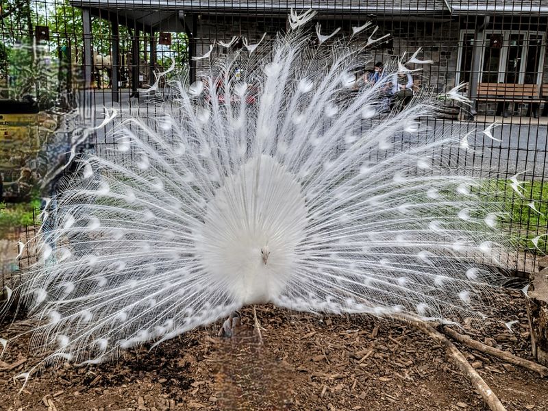 Goats, Alpacas, and Strutting Peacocks