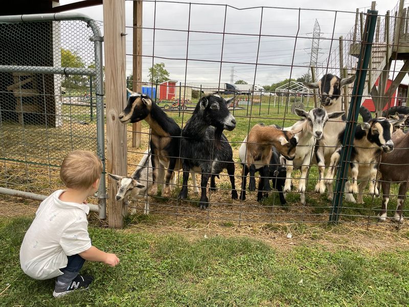 Goats, Baby Animals, and a Goat Wall