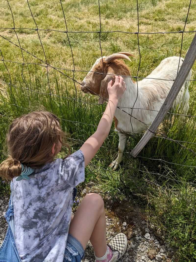 Goats, Chickens, and Fence-Line Friends