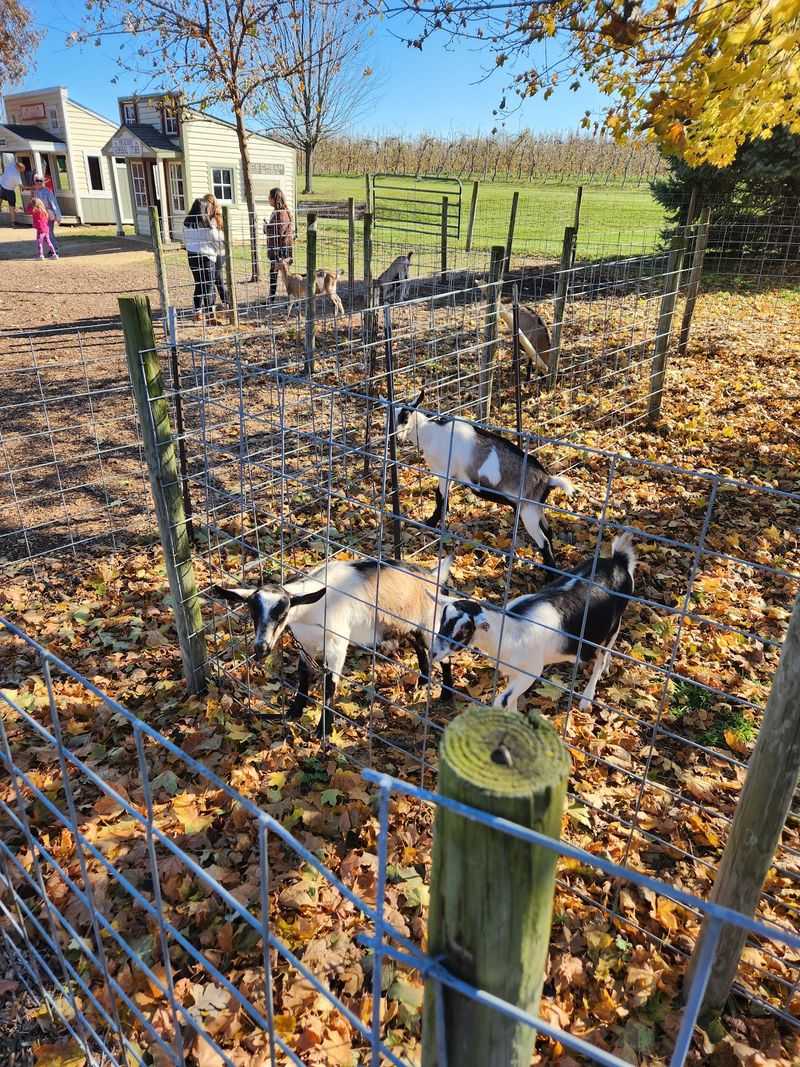 Goats, Chickens, and Mac the Highland Cow