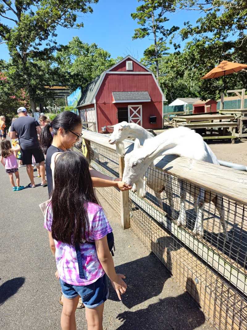 Goats, Cows, and Hands-On Moments for Little Animal Fans