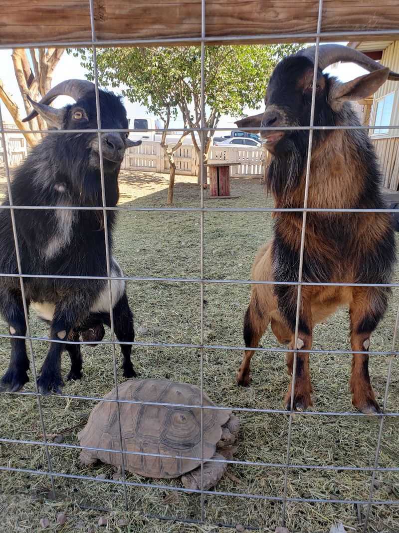 Goats, Donkeys, and One Bossy Peacock Goats, Donkeys, and One Bossy Peacock