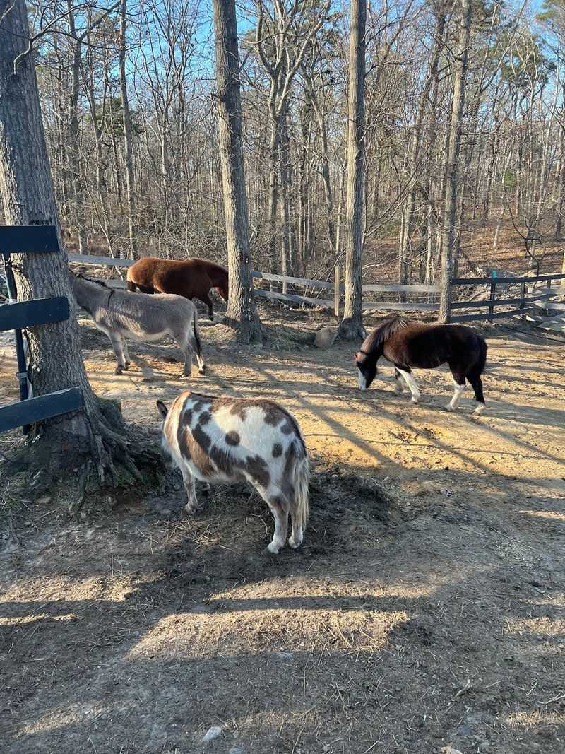 Goats, Ducks, and Mini Donkeys Goats, Ducks, and Mini Donkeys