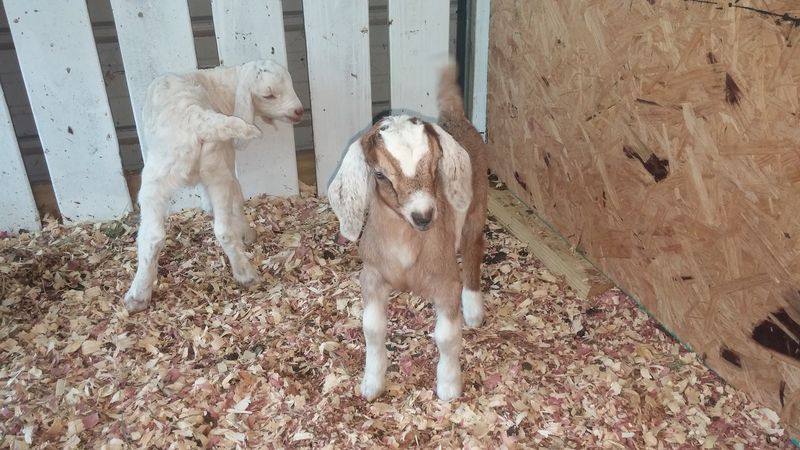 Goats, Garden, and Friendly Farm Pets