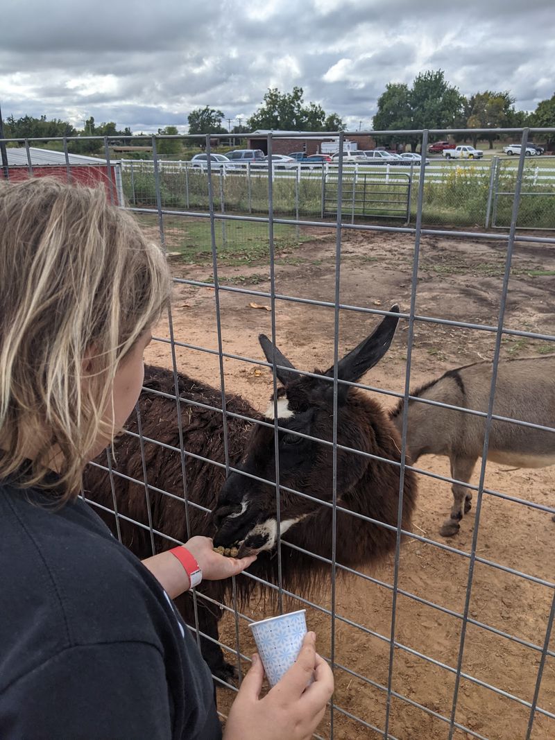 Goats, Grins, and the Petting Zoo Goats, Grins, and the Petting Zoo
