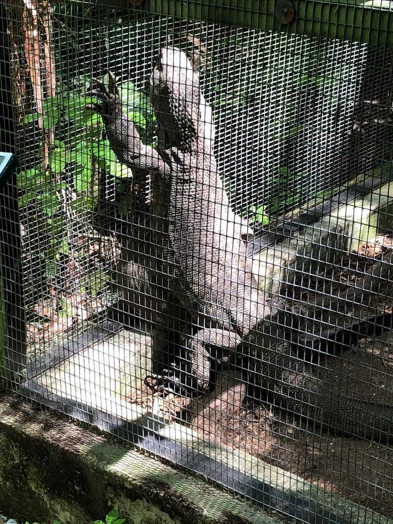 Goats, Lemurs, and Encounters Worth Booking