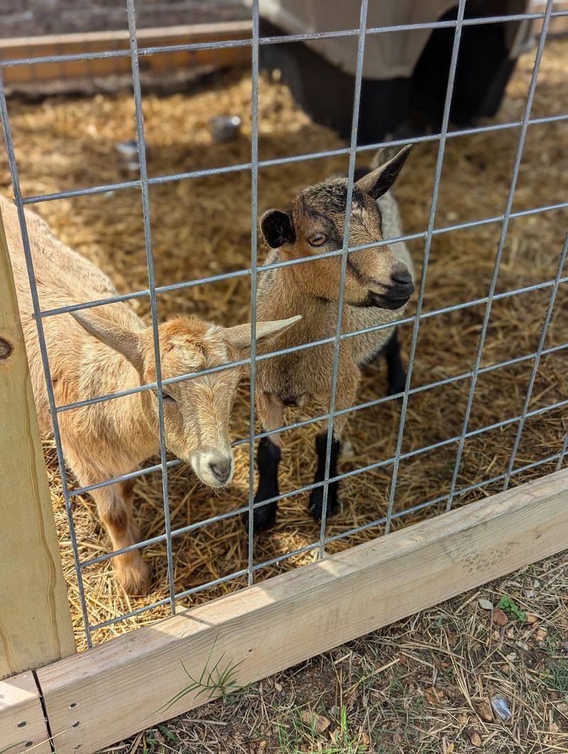 Goats, Live Music, and Little Surprises