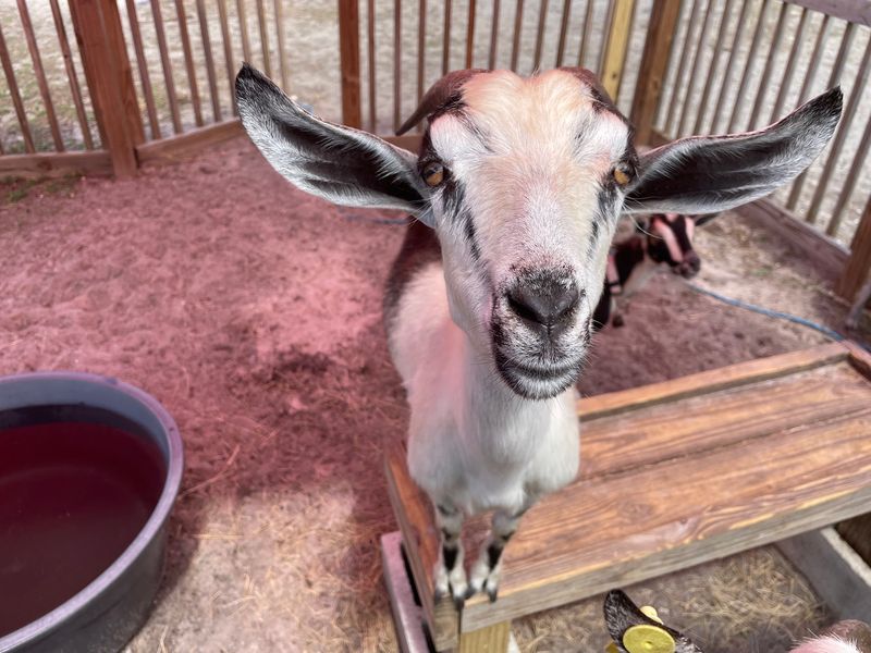 Goats, Llamas, Alpacas, and One Surprising Kangaroo Goats, Llamas, Alpacas, and One Surprising Kangaroo