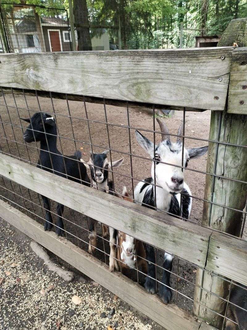 Goats, Petting, and Little Hands Goats, Petting, and Little Hands