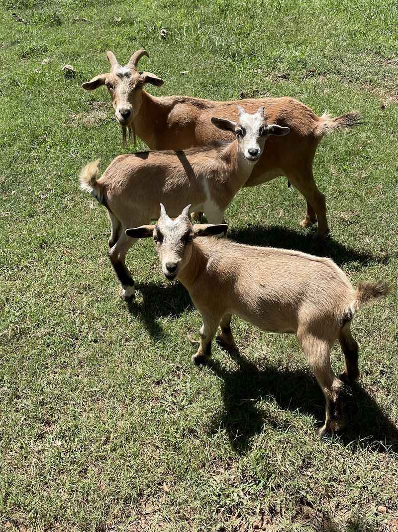 Goats, Pigs, and a Fellow Named Grunt Goats, Pigs, and a Fellow Named Grunt