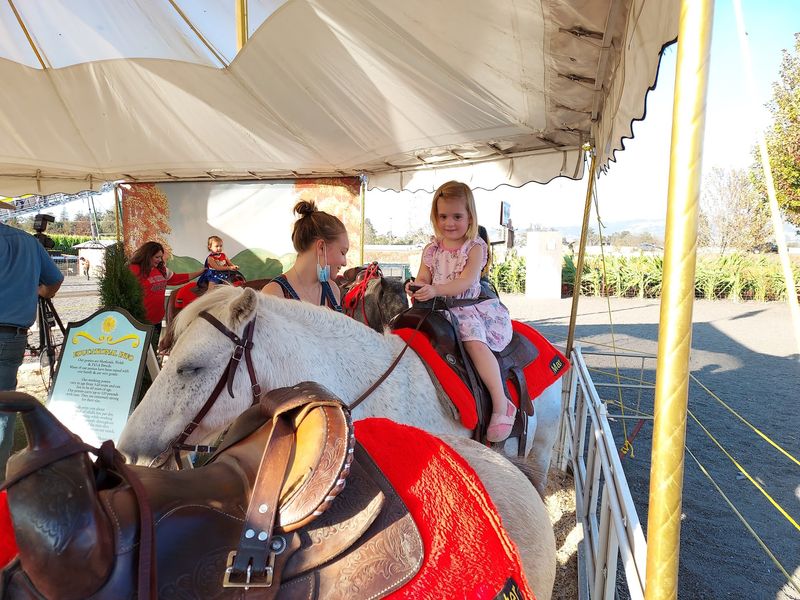 Goats, Ponies, and a Barnyard Crowd