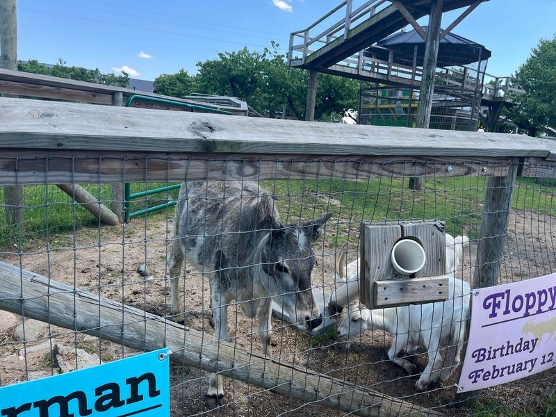 Goats, a Cow, and a Sandy Play Yard Goats, a Cow, and a Sandy Play Yard