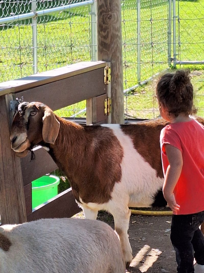 Goats to Brush and Zebras to Admire