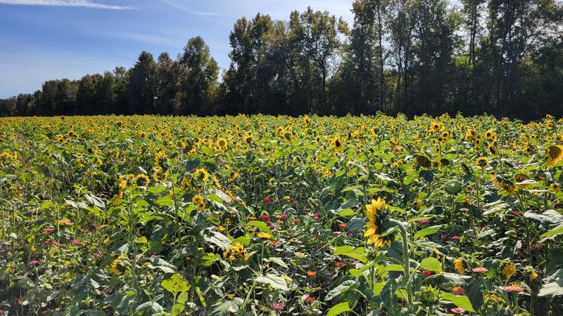 Golden Rows of Sunflowers