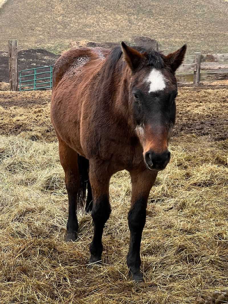 Golden Years for Senior Horses Golden Years for Senior Horses