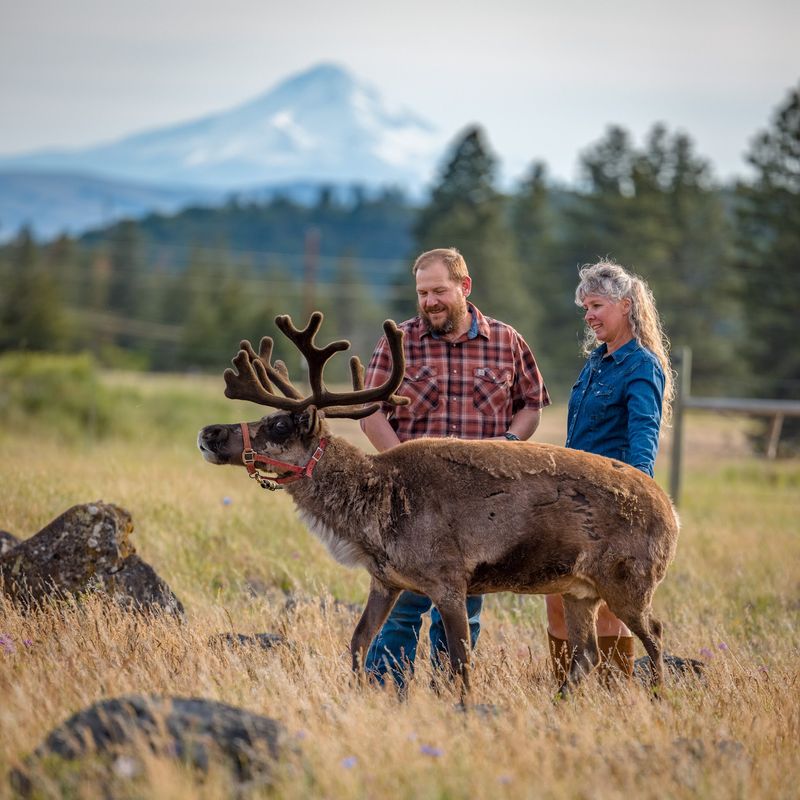 Goldendale Reindeer Goldendale Reindeer