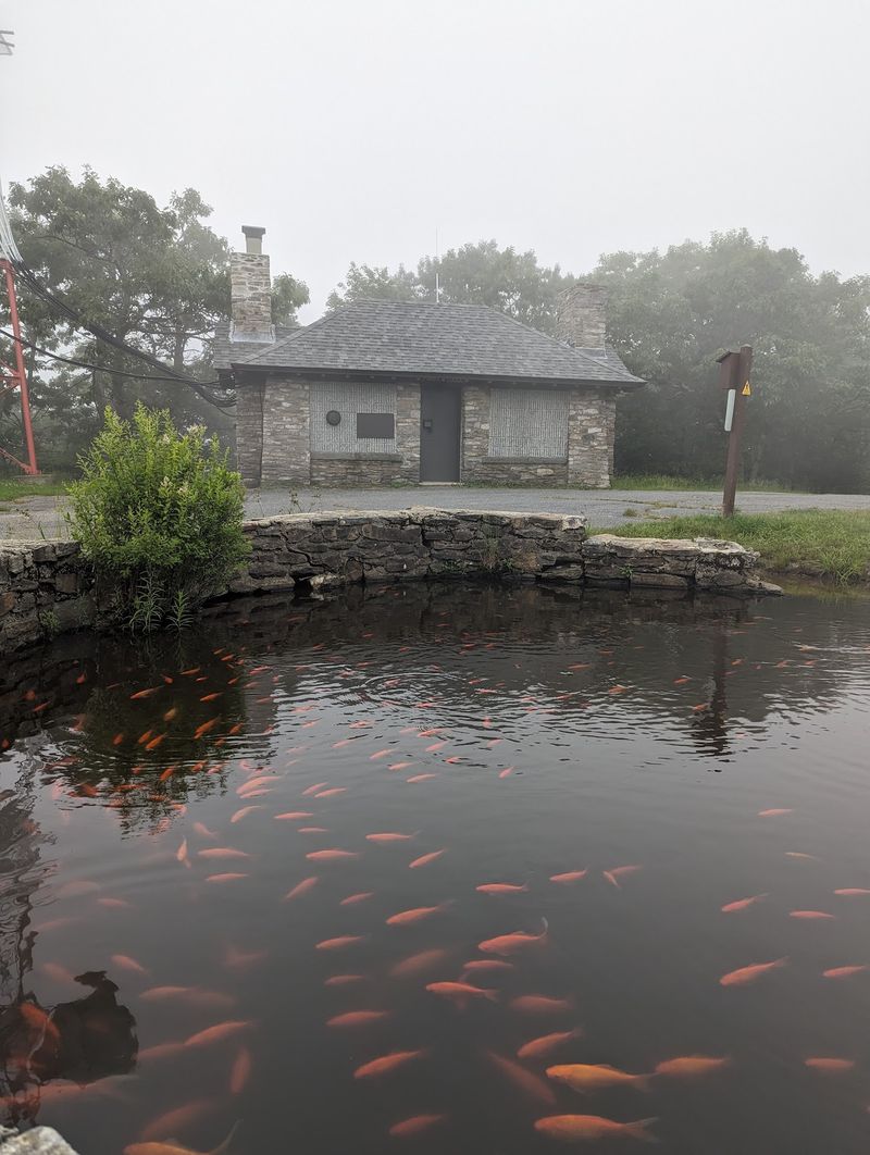 Goldfish, Benches, and Other Mountaintop Surprises Goldfish, Benches, and Other Mountaintop Surprises