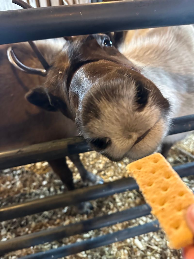 Graham Crackers Are The Official Handshake
