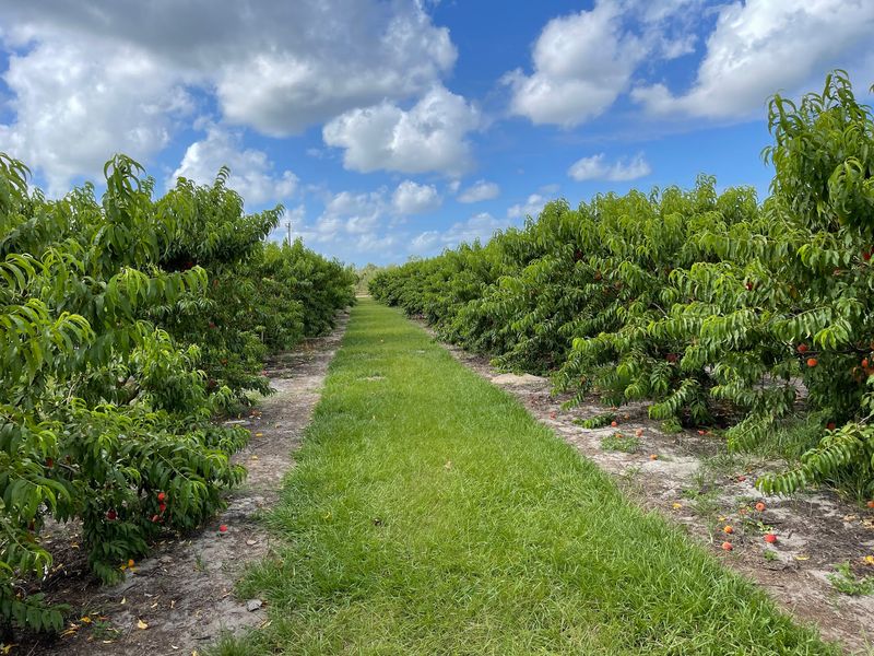 Grahams U Pick Peaches, Florida, Umatilla
