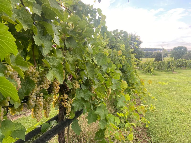 Grapes With a Two-State Story