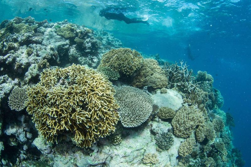 Great Barrier Reef, Australia