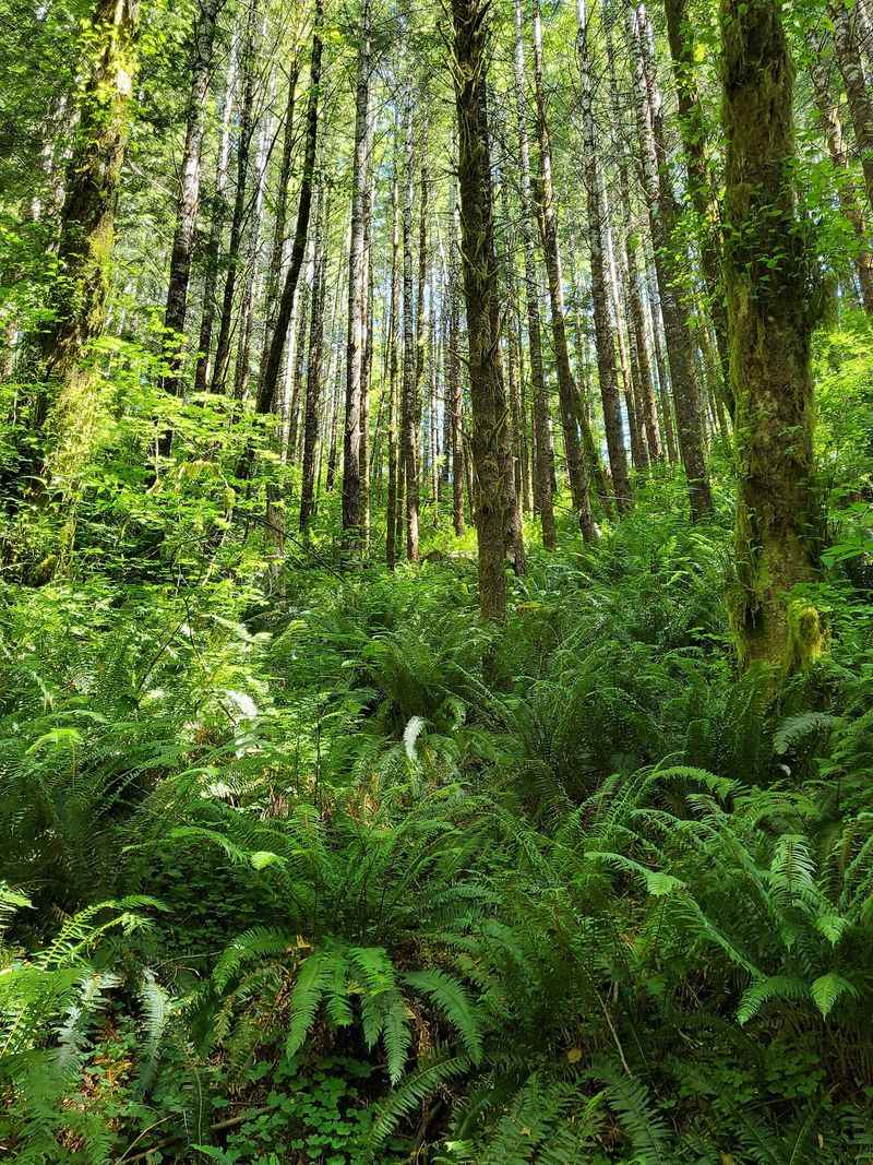 Green Everywhere You Look Green Everywhere You Look