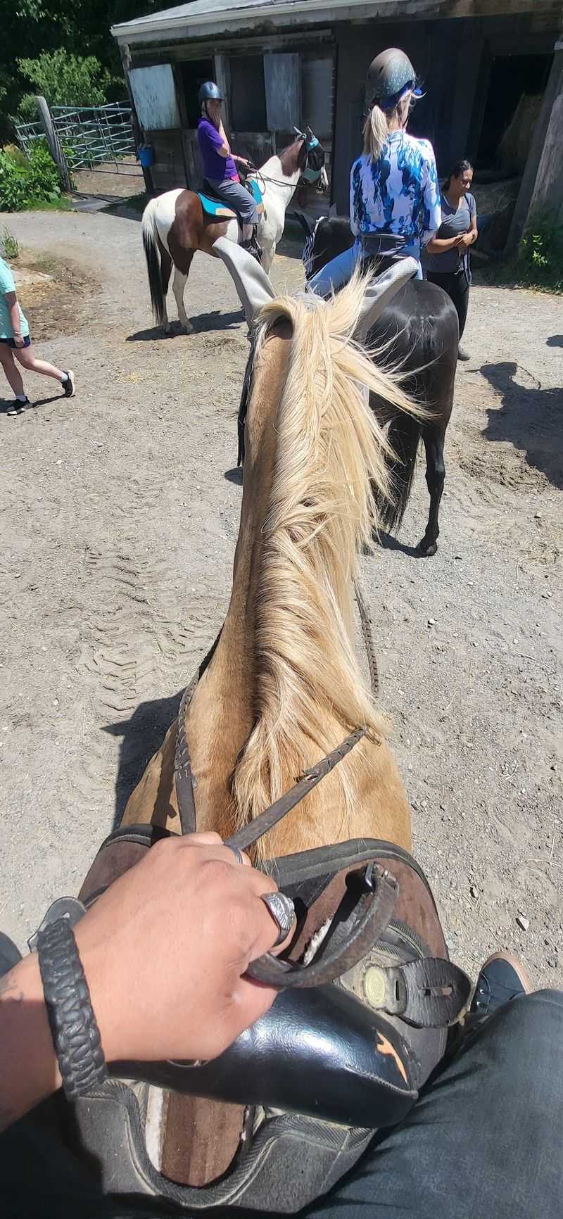 Group Outings With Four Legged Hosts