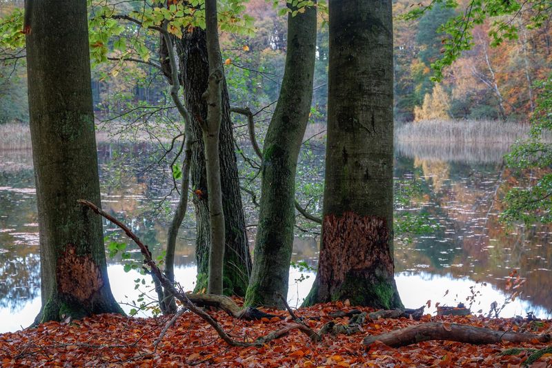 Grumsin Beech Forest Grumsin Beech Forest