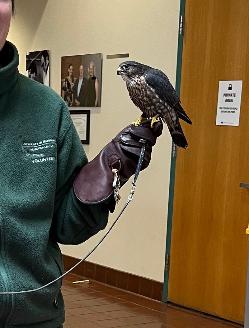 Guides Who Really Know Their Owls