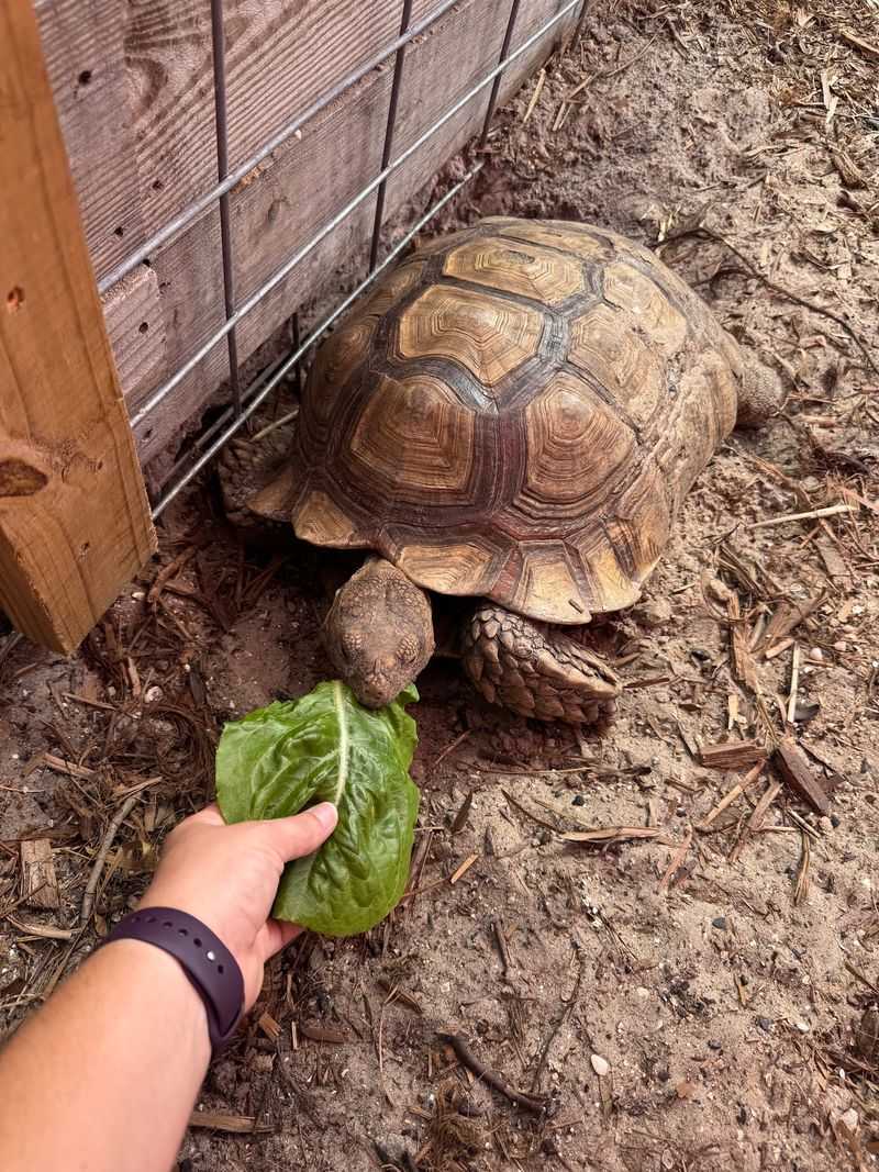 Guinea Pigs, Turtles, and Other Pocket-Sized Pals Guinea Pigs, Turtles, and Other Pocket-Sized Pals