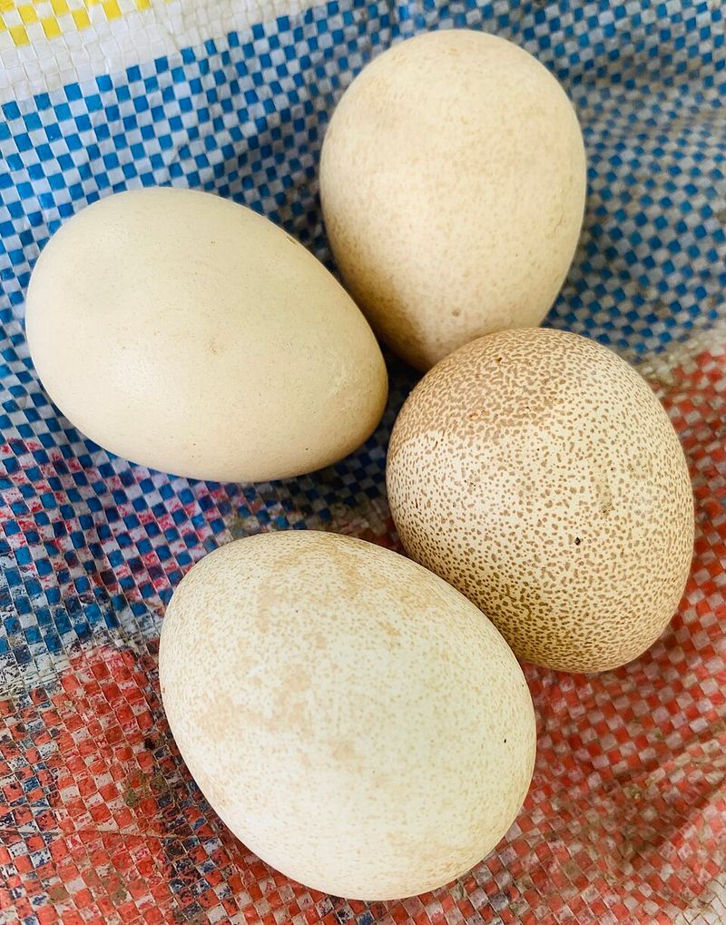Guinea fowl eggs