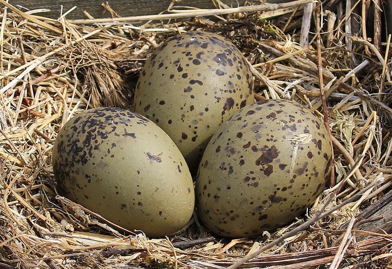 Gull eggs