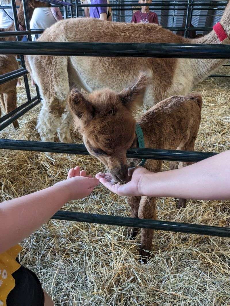 Hand-Feeding Is The Main Event