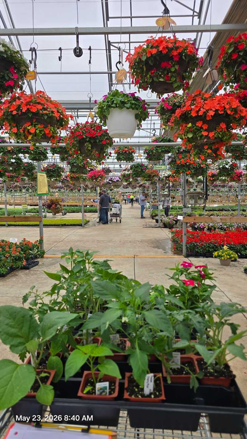 Hanging Baskets by the Hundreds, Priced Like the Old Days Hanging Baskets by the Hundreds, Priced Like the Old Days