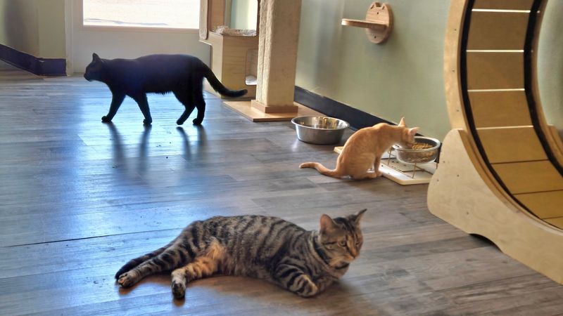 Happy Cat Cafe, Grand Rapids, Michigan Happy Cat Cafe, Grand Rapids, Michigan