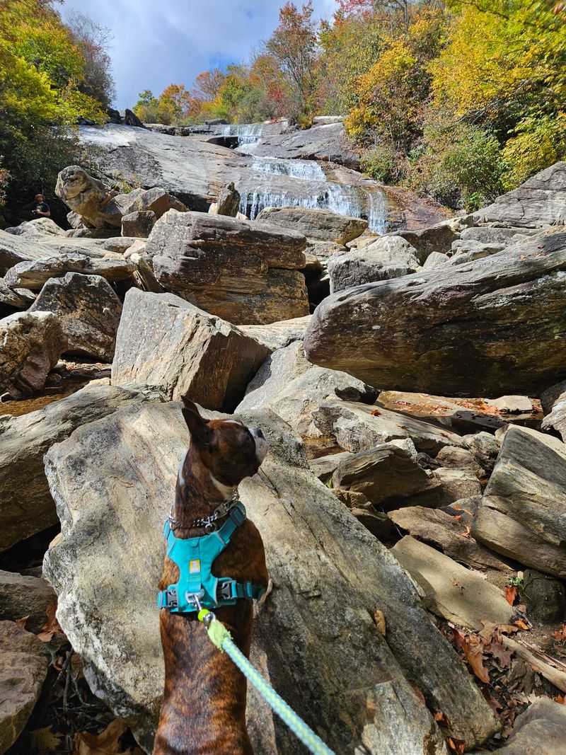 Happy Tails and Little Hikers