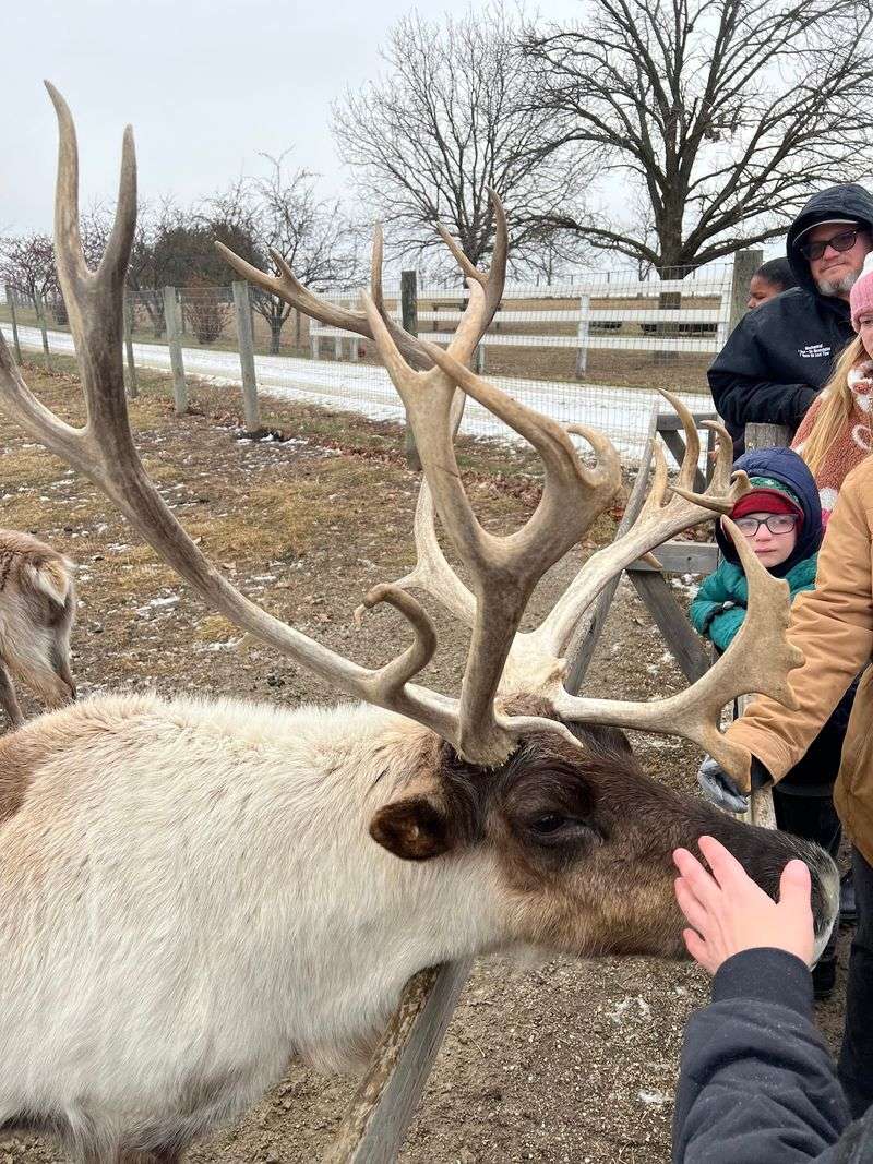 Hardy's Reindeer Ranch Hardy's Reindeer Ranch
